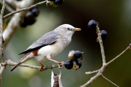  15I5399 灰头椋鸟 Chestnut-tailed Starling