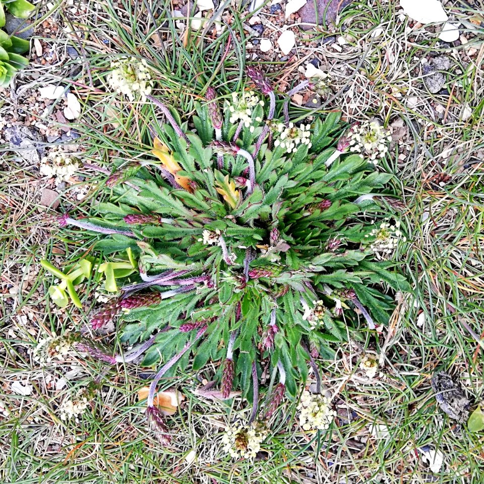 plantain, bucks horn