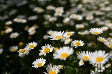 Out of focus park spring flowers