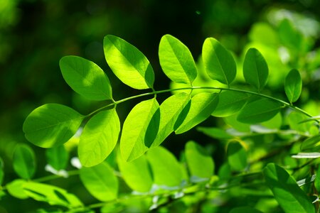 Robinia leaf veins filigree photo