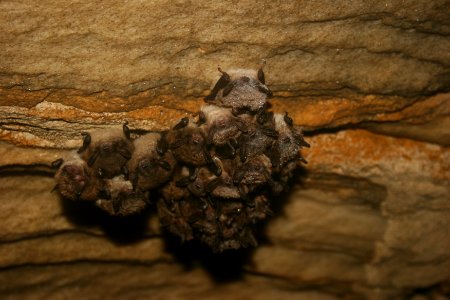Little brown bat cluster photo