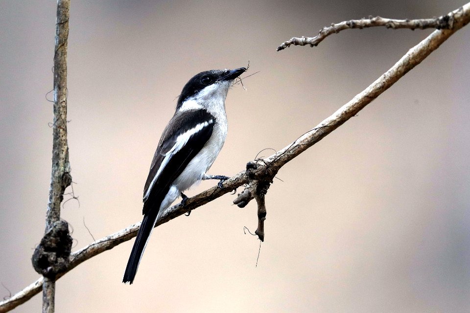  15I9263 Bar-winged Flycatcher-shrike