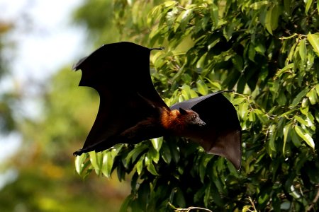  YT 0072 Lyle's flying fox