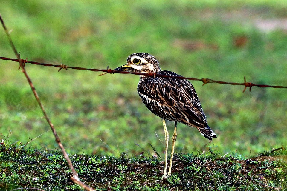  YT 0234 indian thick-knee