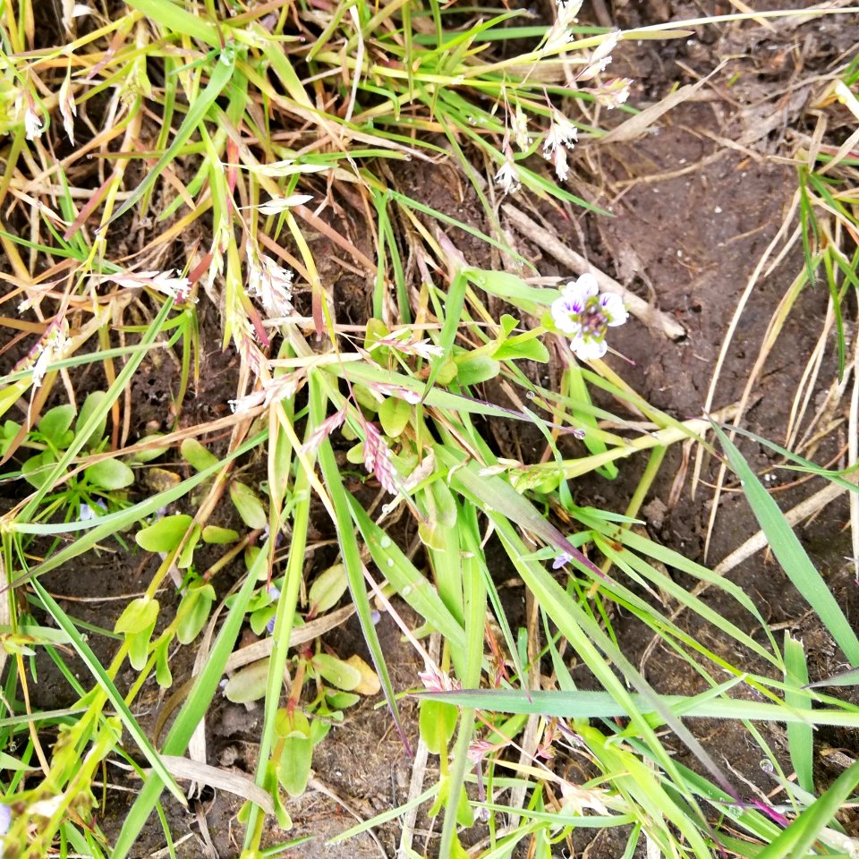 speedwell, thyme leaved