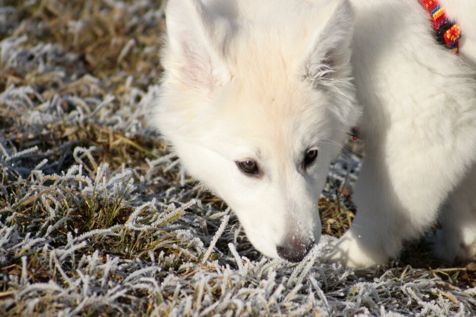 Face small dog puppy