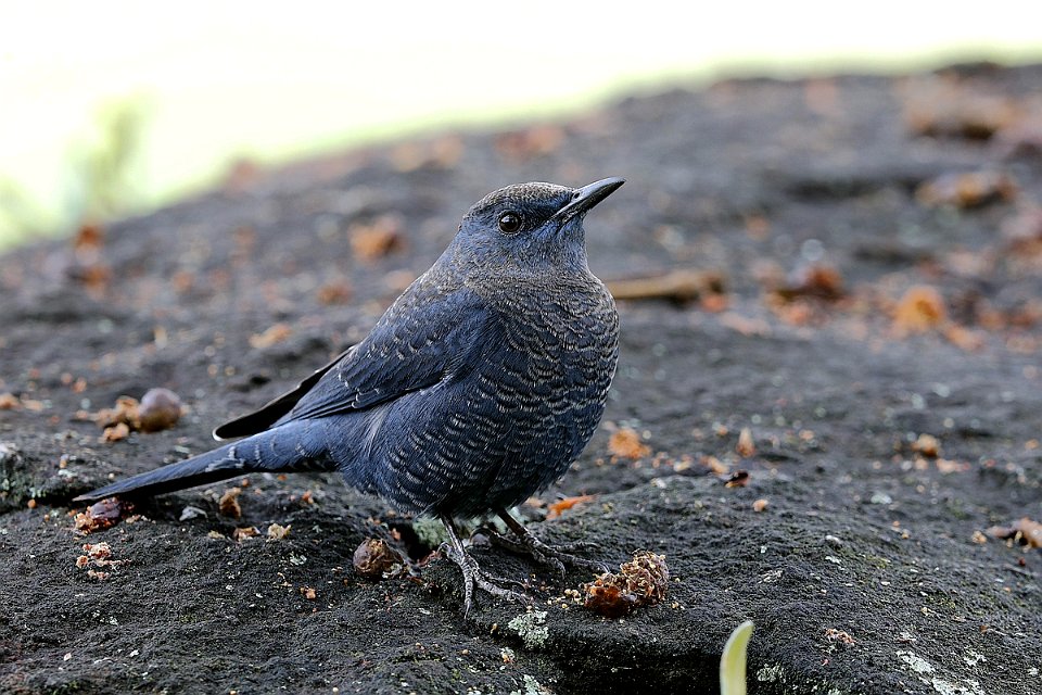  15I5711 Blue Rock Thrush
