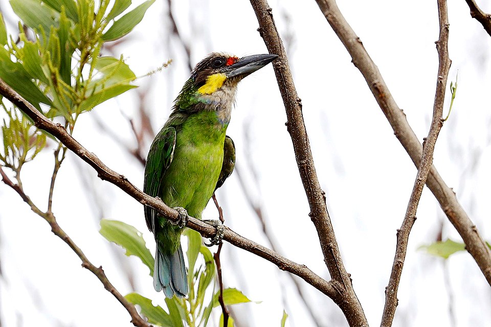  15I0688 golden-whisked barbet