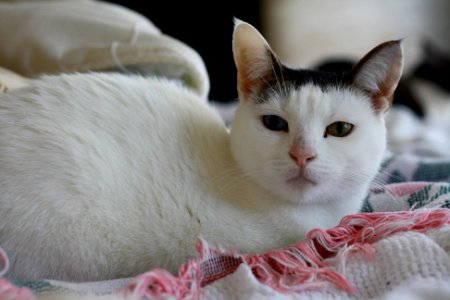 Bowie