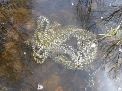 American toad egg mass