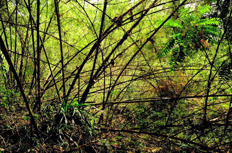 Selva rayada