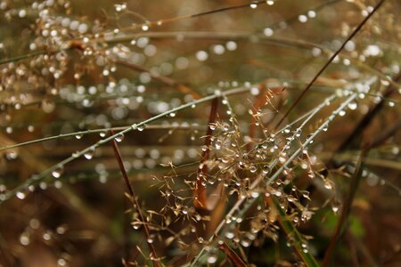 Grass rain nature
