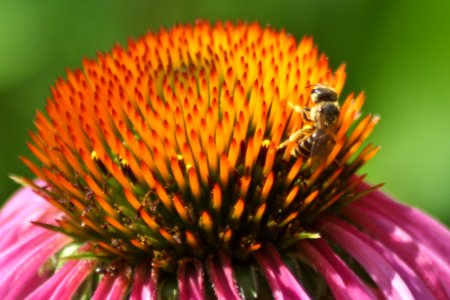 Photo of the Week - Honeybee on a purple coneflower