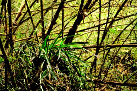 Entre lineas1