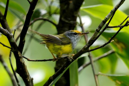 YT 0357 mountain tailorbird