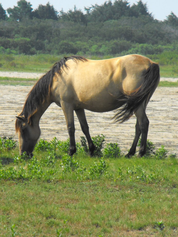 Chincoteague pony