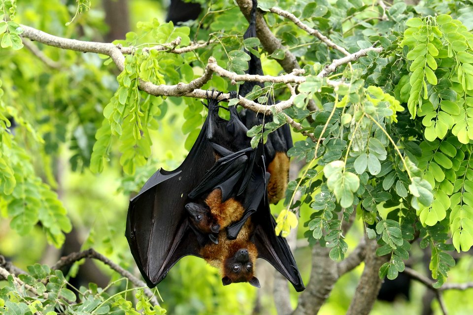  YT 0803 Lyle's flying fox