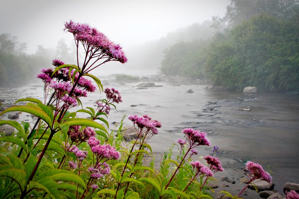 The Winner - Joe-pye Weed