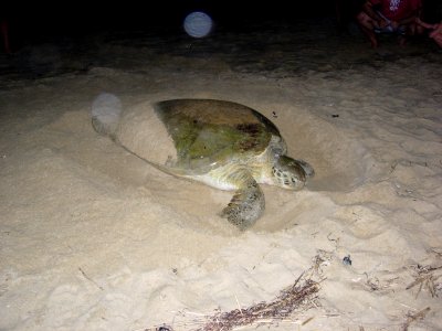 Green sea turtle nesting