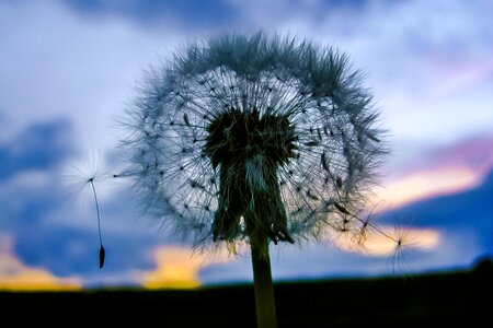 Silhouette sky nature