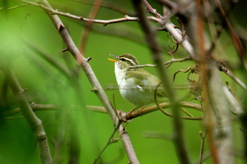 IMG 9967-冕柳莺 Eastern crowned warbler