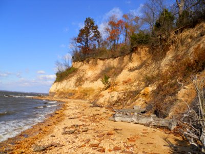 Girl Scouts of the Chesapeake Bay Protect Threatened Puritan Tiger Beetle