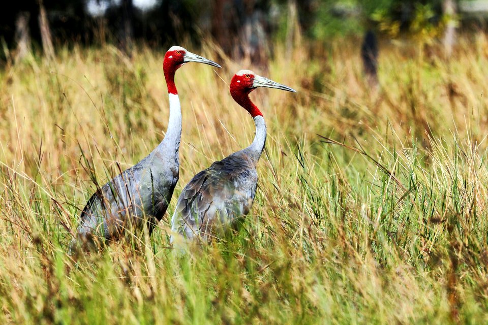  15I2478 sarus crane
