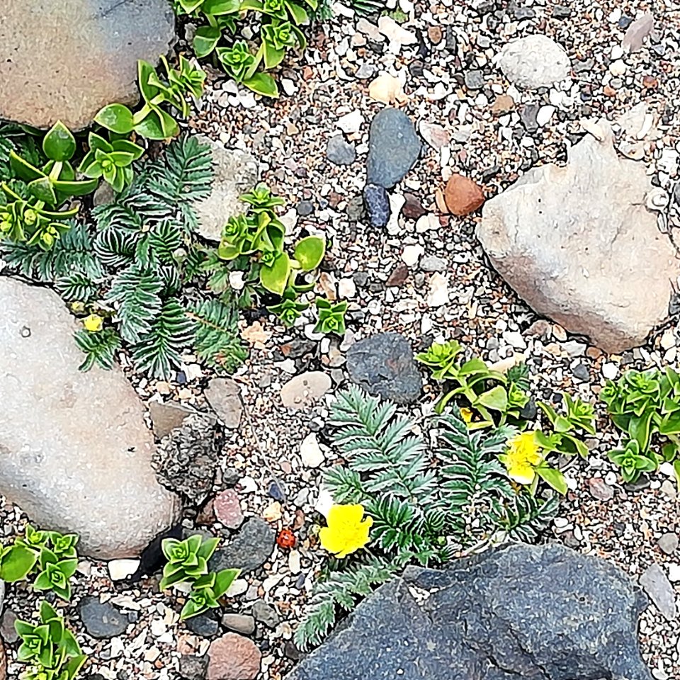 silverweed & sea milkwort