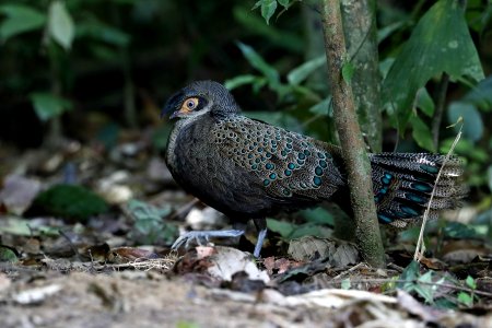 凤冠孔雀雉 Crested peacock-pheasant, 大汉山，西马