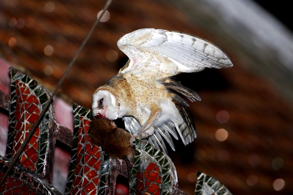 Blood Kiss（血腥之吻）仓鸮 Barn Owl (Tyto alba)