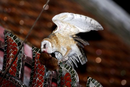 Blood Kiss（血腥之吻）仓鸮 Barn Owl (Tyto alba)