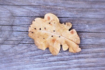 Oak leaf wood weathered