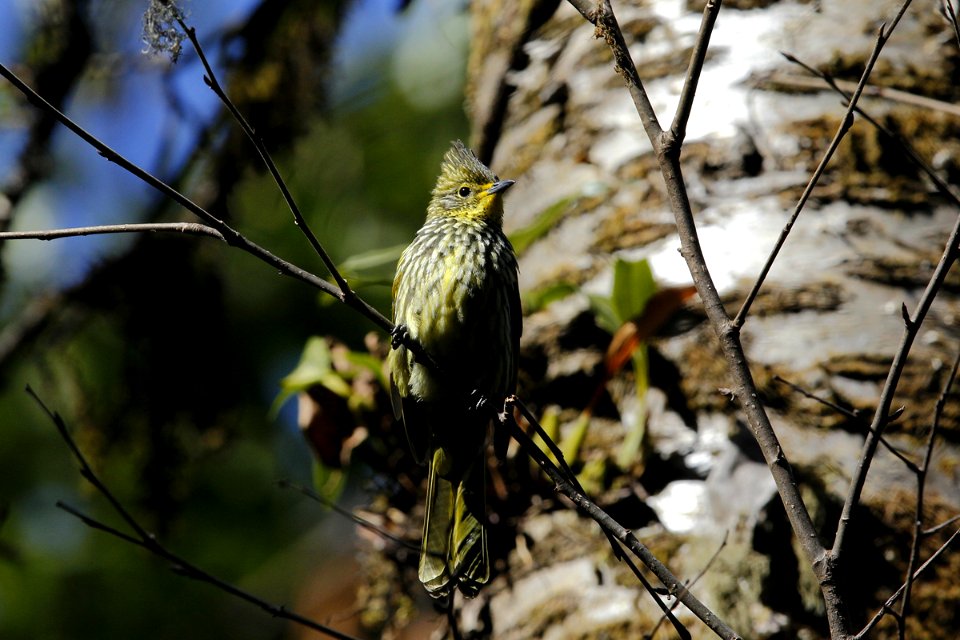  SYT5428 纵纹绿鹎 Striated Bulbul