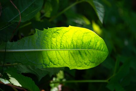 Shine through shades of green shining