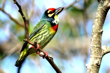 IMG 3483 赤胸拟啄木鸟 Coppersmith Barbet