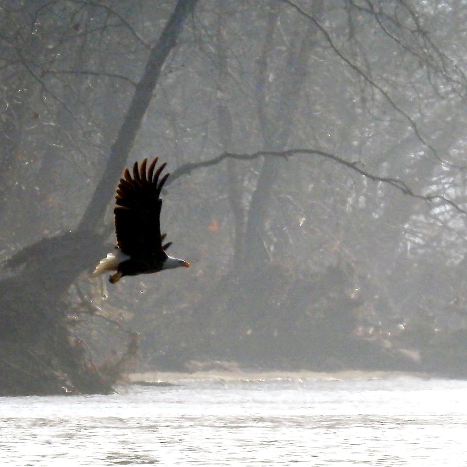 Bald Eagle in Flight at Ohio River Islands National Wildlife Refuge