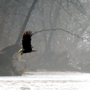 Bald Eagle in Flight at Ohio River Islands National Wildlife Refuge photo