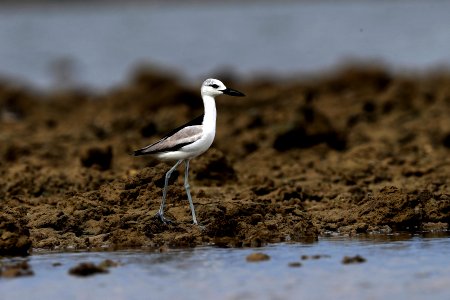  YT 2612 crab plover