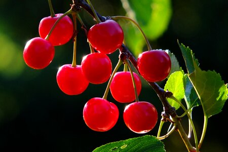 Fruit red fruits