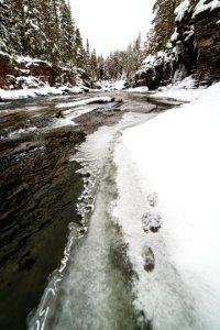 Tracks Along Lake McDonald Creek