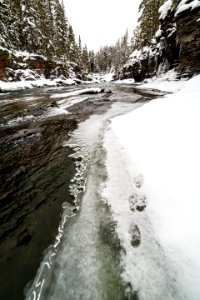 Tracks Along Lake McDonald Creek photo