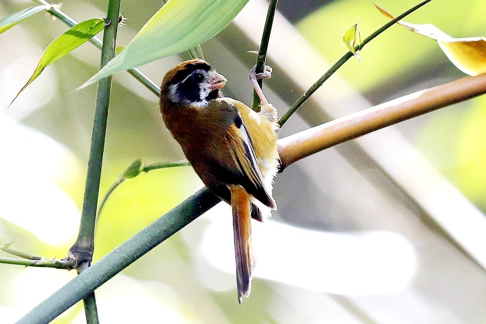  YT 1686 black-eared parrotbill