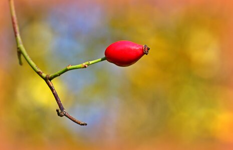 Plant sammelfrucht wild rose