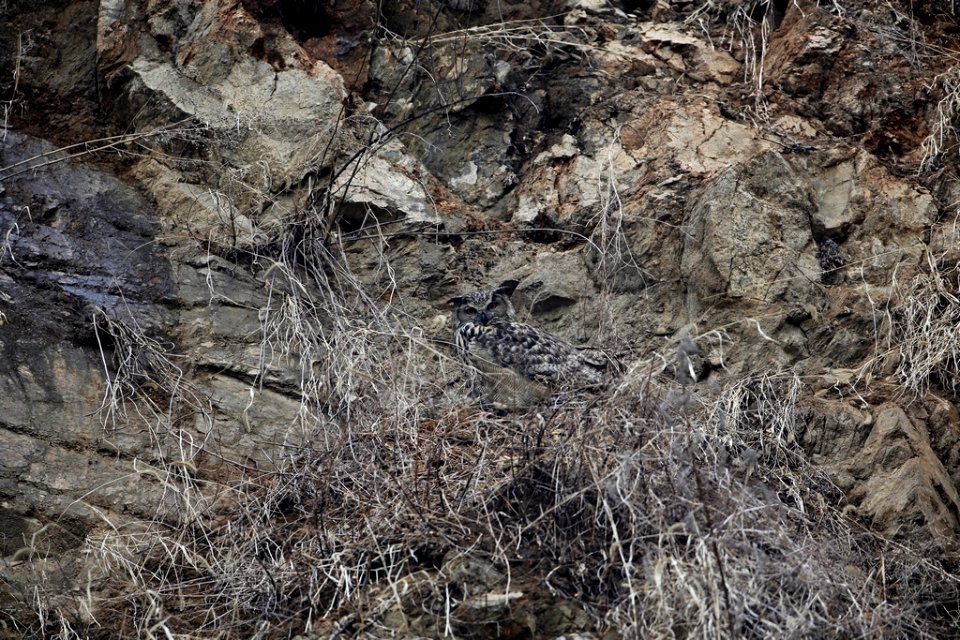 雕鸮 Eurasian Eagle Owl