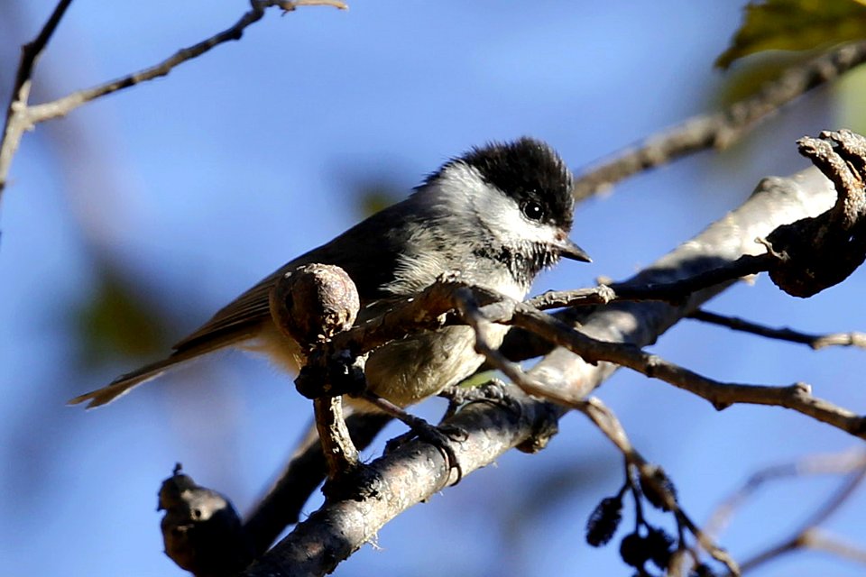  SYT4956 black-dided tit