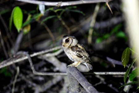  73A1681-collared scops owl