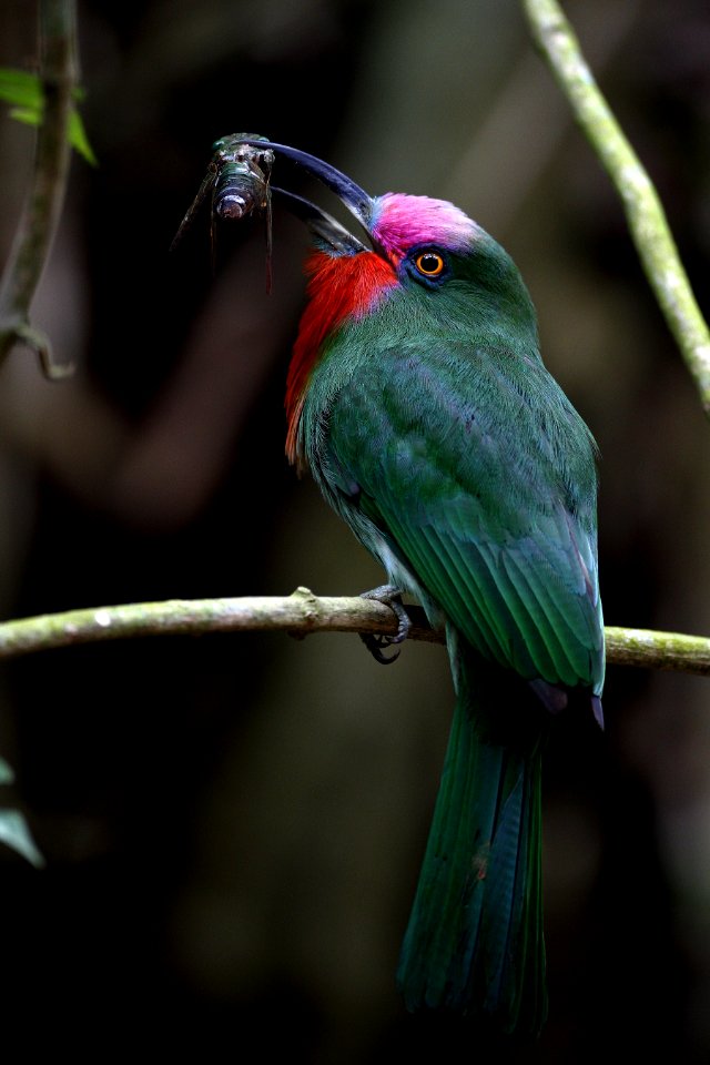  MG 7810 Red-bearded bee-eater