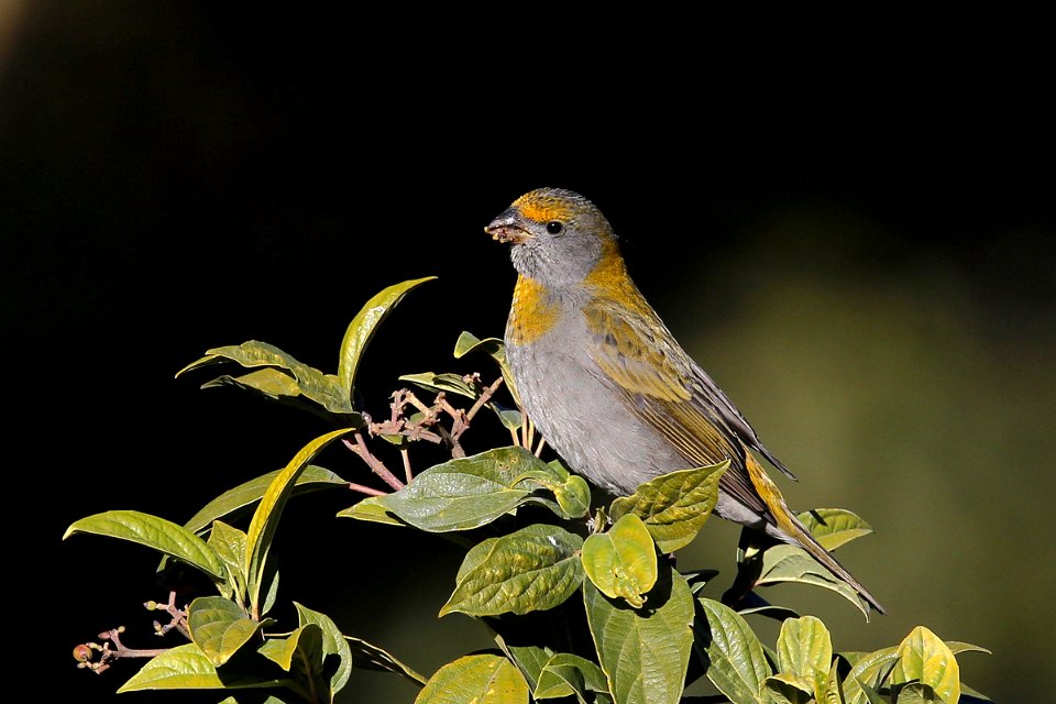  SYT3543 Crimson-Browed Finch F