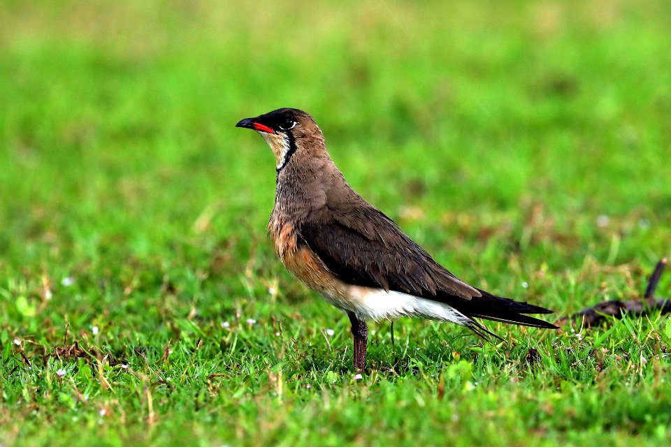 SYT 1453 Oriental Pratincole
