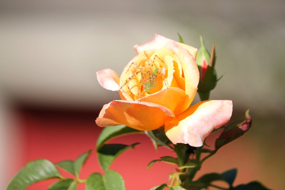 Green spider nature brown rose